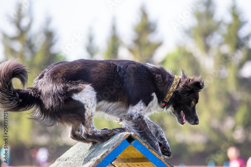 Mixed breed dog on the top of A-frame on agility competition photo