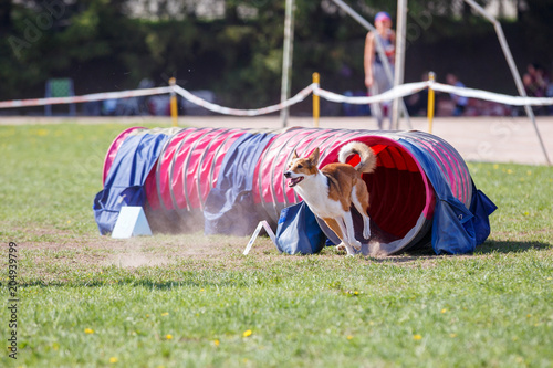 Dog running out from tunnel on its course in agility trial