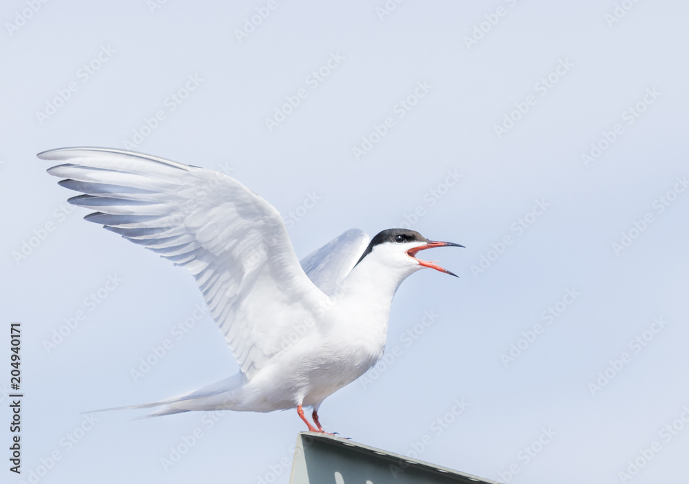 Fototapeta premium Beautiful Common Tern
