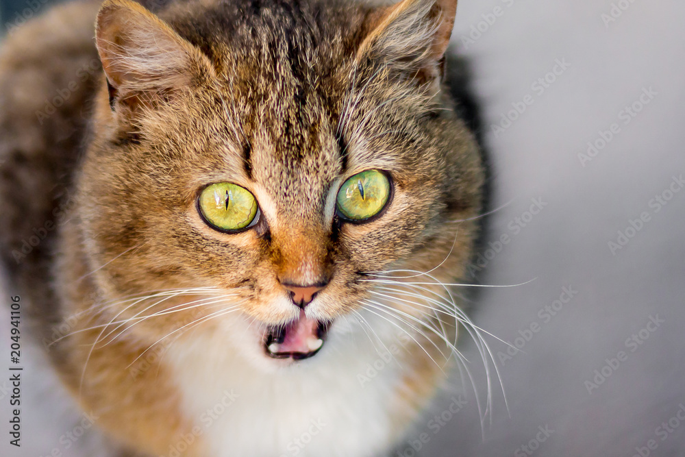 A beautiful striped cat with green eyes cries, expressing his dissatisfaction_