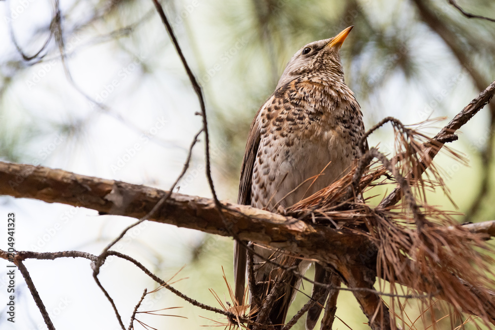 Fieldfare on a branch of a pine Fieldfare on a branch of a pine