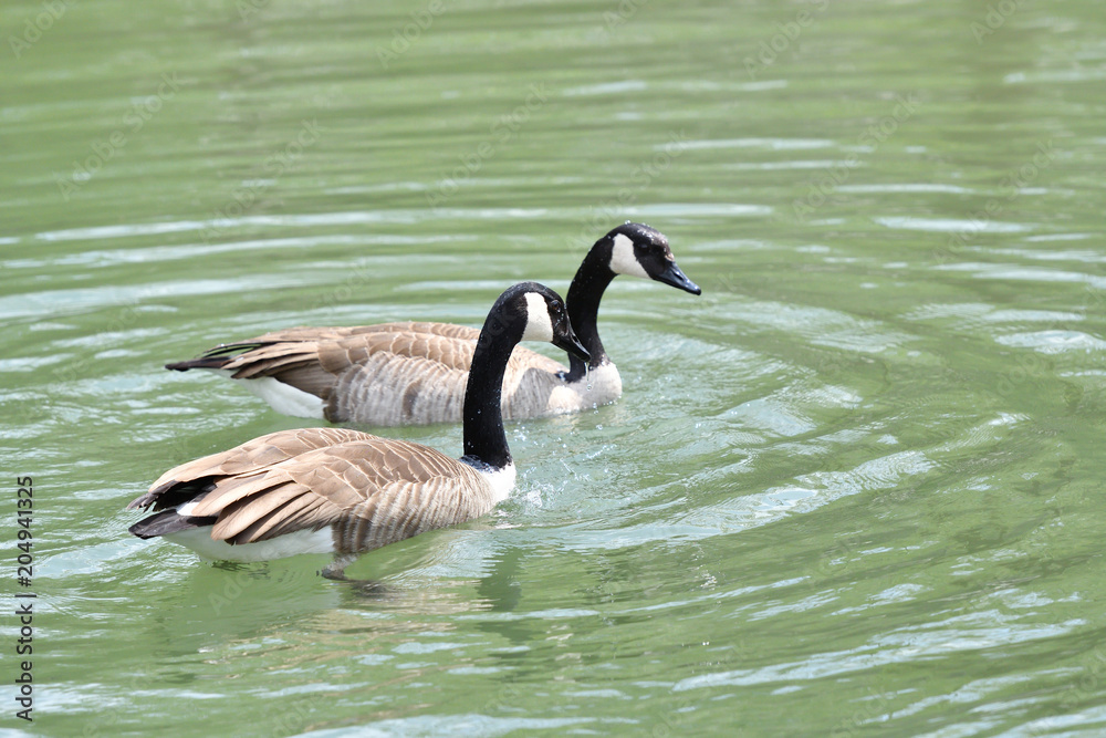 canada goose waving wings and swimming on the water lake canada goose waving wings and swimming on the water lake