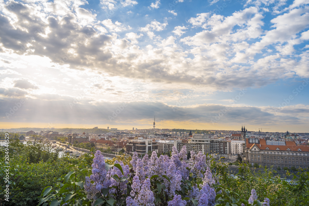 Sunrise over Prague city and lilac flowers