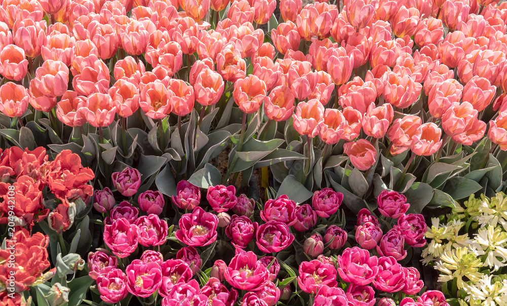 pink and orange tulips at the market, Netherlands pink and orange tulips at the market, Netherlands