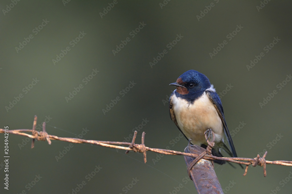 Fototapeta premium Barn swallow - Hirundo rustica, Crete 