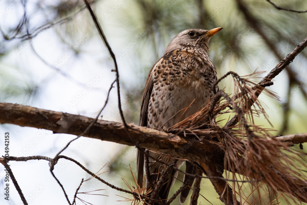 Fieldfare on a branch of a pine Fieldfare on a branch of a pine