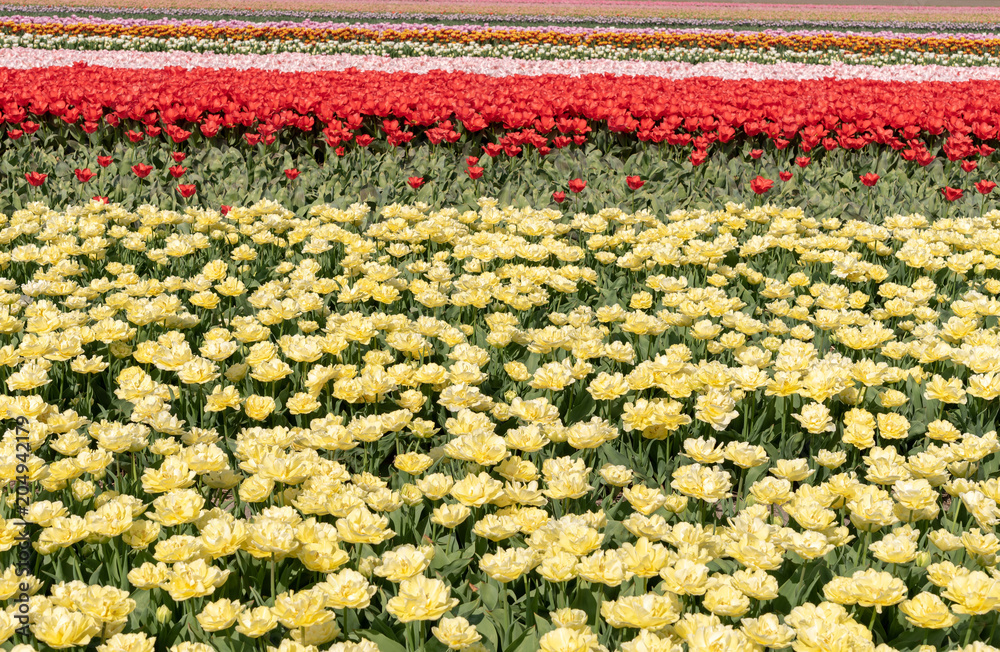 cultivation of tulips in the flower bulb region of Bollenstreek, Netherlands