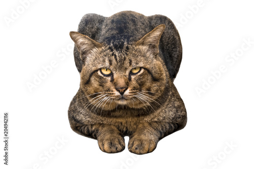 Canvas Print Portrait of brown eyed and big head tabby cat isolated on white background