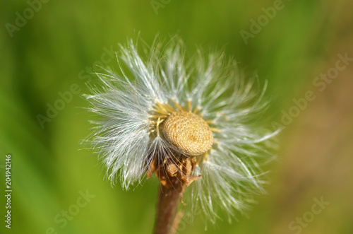 faded dandelions in late spring.