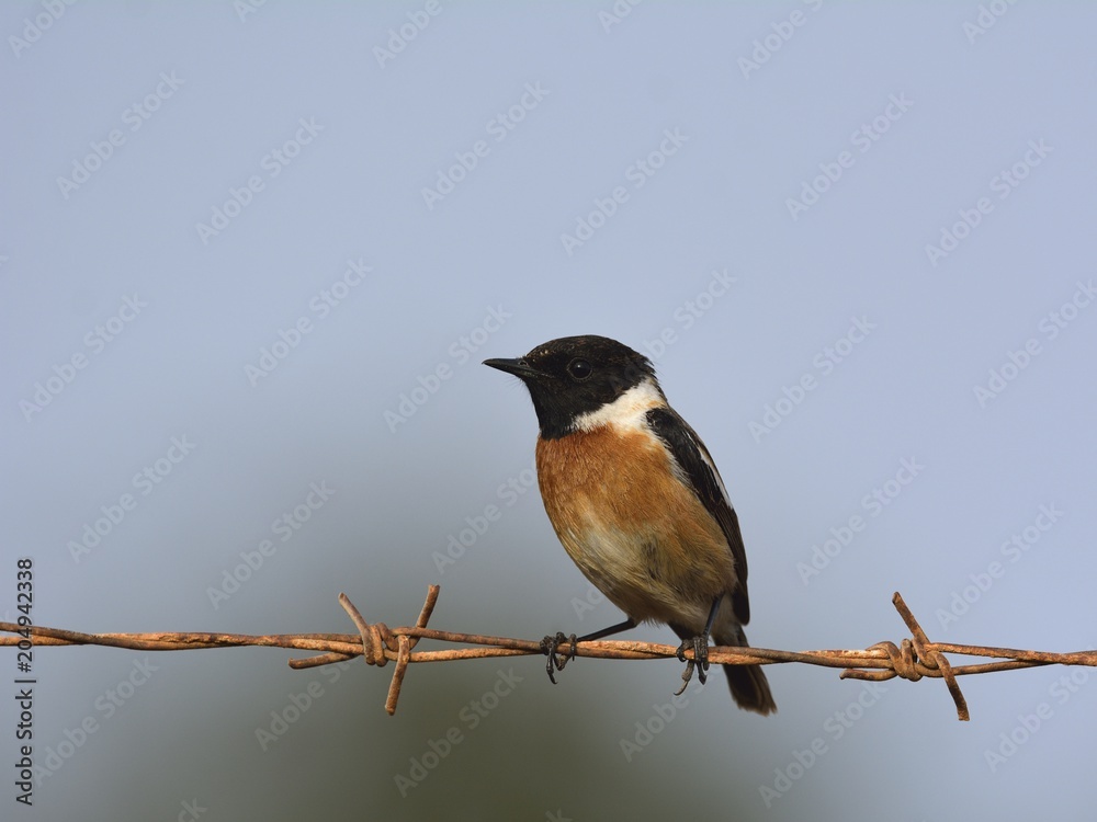 Fototapeta premium A male Common Stonechat (Saxicola rubicola), Crete 