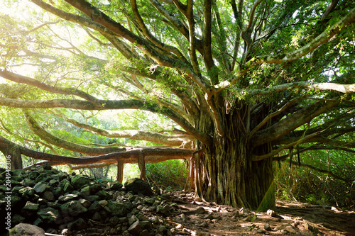 Branches and hanging roots of giant banyan tree growing on famous Pipiwai trail on Maui, Hawaii photo