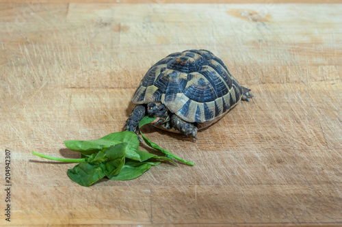 Tortuga comiendo espinacas