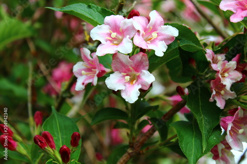 Weigelia