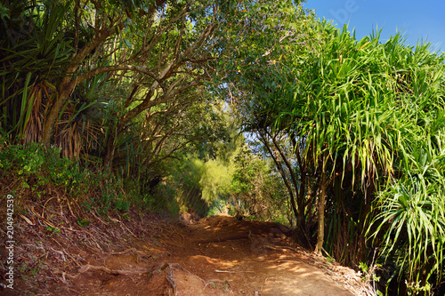 Beautiful Pololu loop trail located near Kapaau, Hawaii, that features beautiful wild flowers and stunning views to the Pololu Valley. Big Island, Hawaii