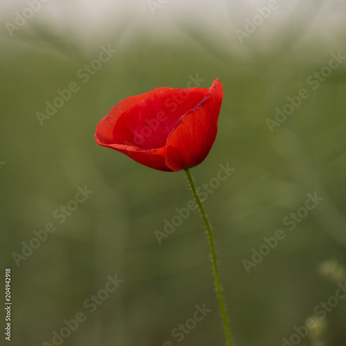 delicate red flower green grass summer lateral view