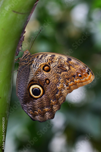 Tropical butterfly caligo owl