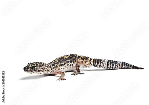 Lizard. Leopard gecko