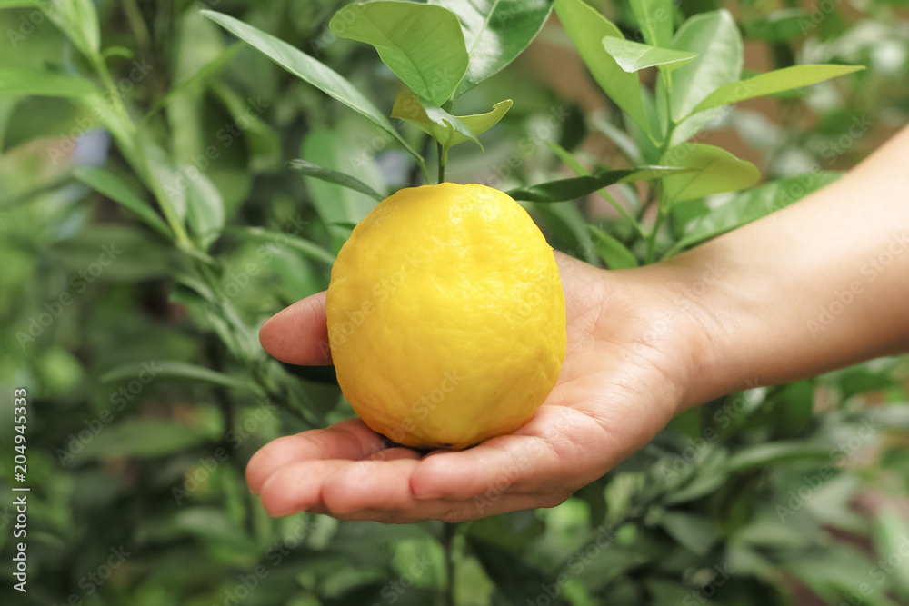 Harvesting organic lemon