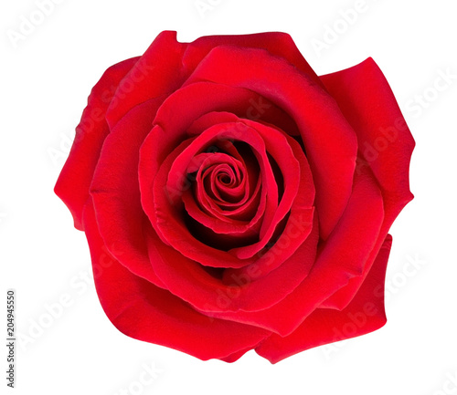 Fototapeta Naklejka Na Ścianę i Meble -  Red rose flower top view isolated on white background, clipping path included
