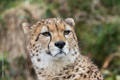 Close up of Cheetah