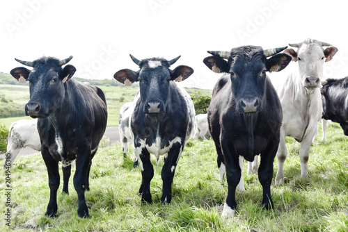 Fototapeta Naklejka Na Ścianę i Meble -  jeunes vaches en pâture