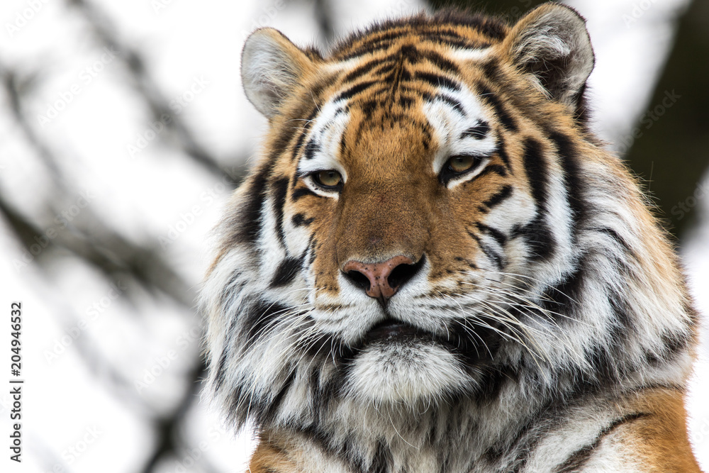 Close up of tiger Close up of tiger
