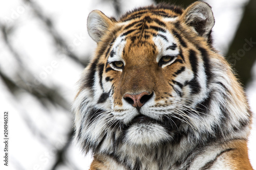 Fototapeta Naklejka Na Ścianę i Meble -  Close up of  tiger