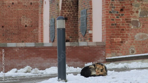 Homeless dog freezes on the snow near the building