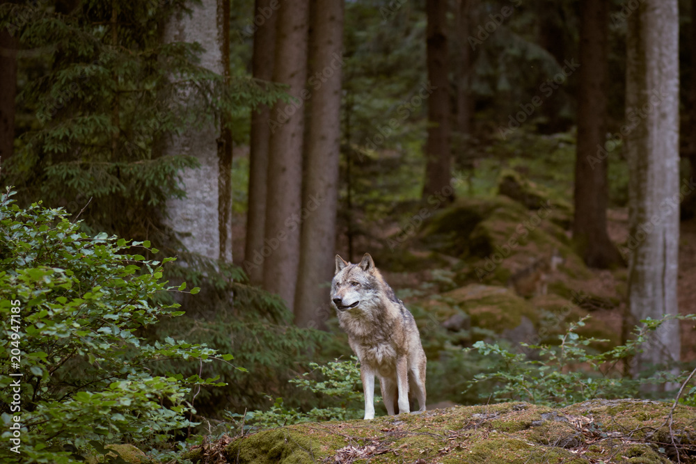 Fototapeta Wolf in Bayerischer Wald national park. Germany.