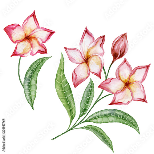 Fototapeta Naklejka Na Ścianę i Meble -  Beautiful plumeria flowers with exotic leaves. Tropical floral set. Isolated on white background.  Watercolor painting.