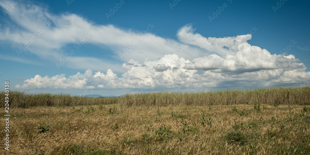 Reed field, clouds and blue sky