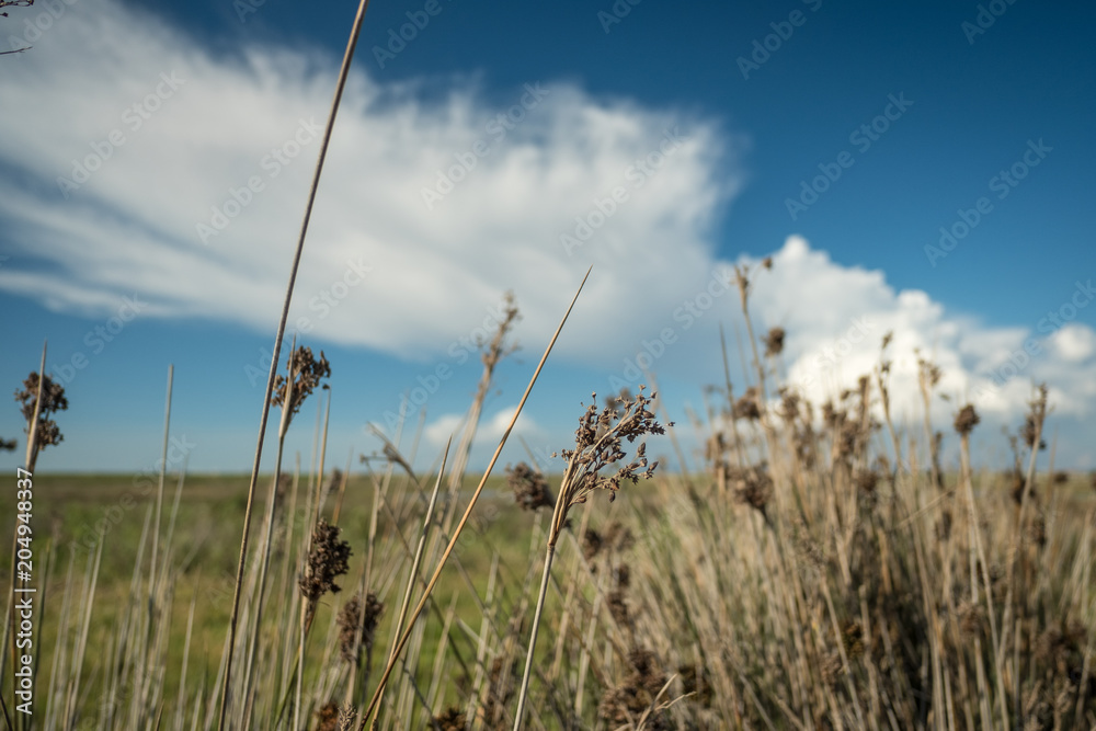 Fototapeta premium Close-up of rushes with flowers. Field, clouds and blue sky