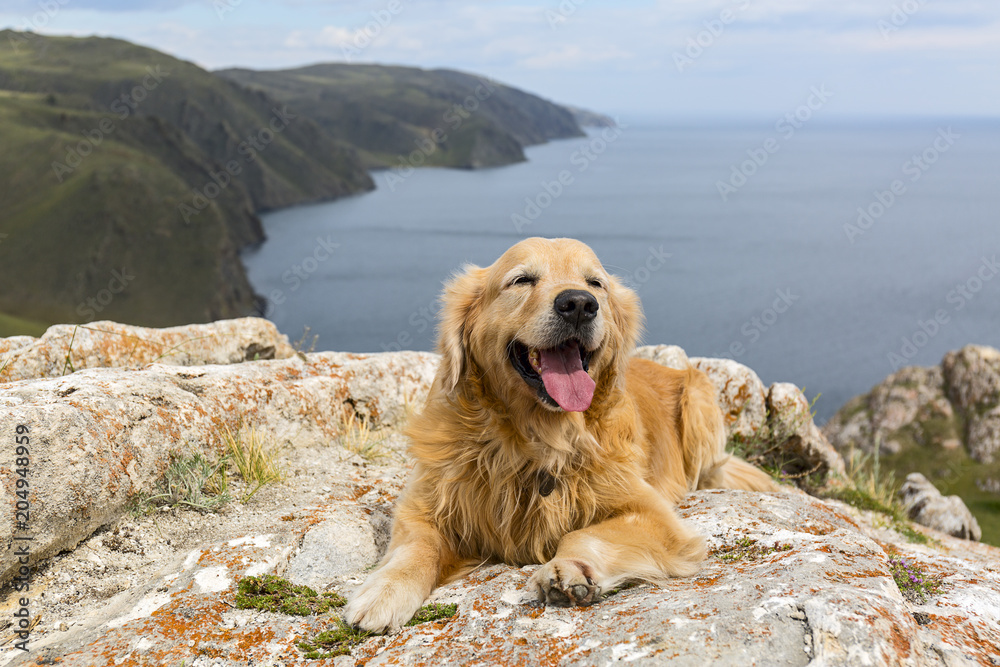 Golden Retriever lies on a stone in the summer against the lake