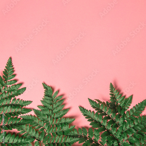 Tropical green davallia leaves nature on pink background with summer and spring concept, copy space, Top view, Flat lay. photo
