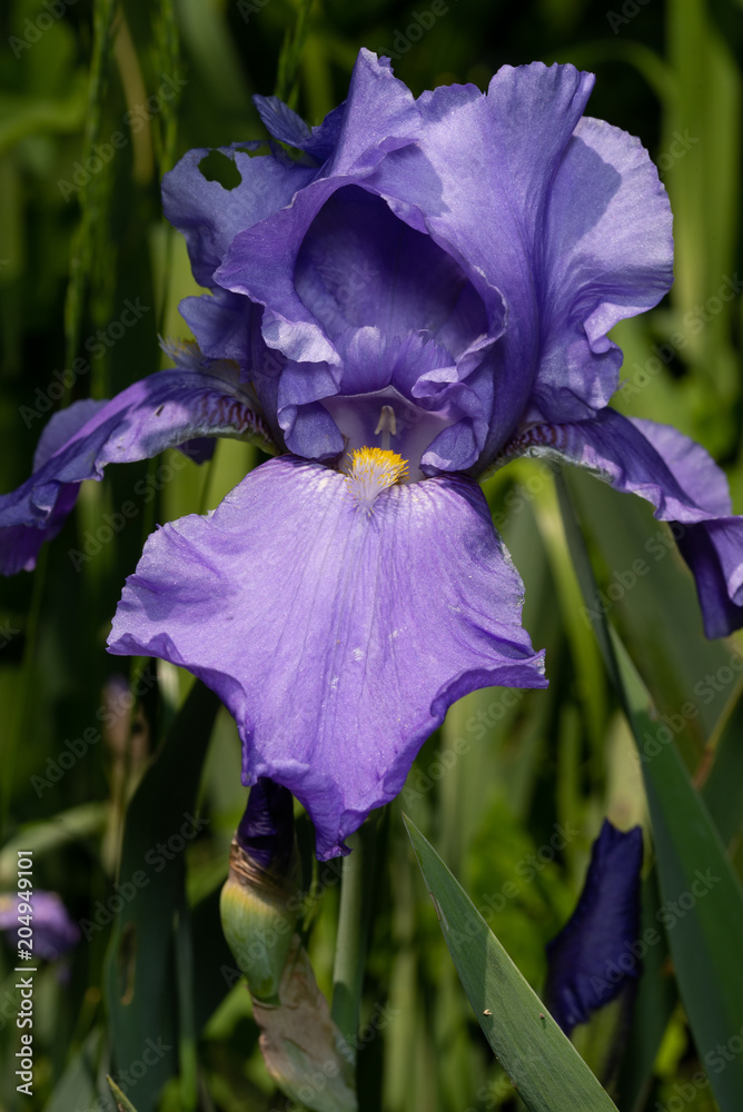 Macro Closeup of blue Bearded iris, Iris Barbata