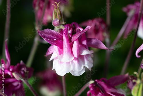Purple Aquilegia flower on natural background, close up photo