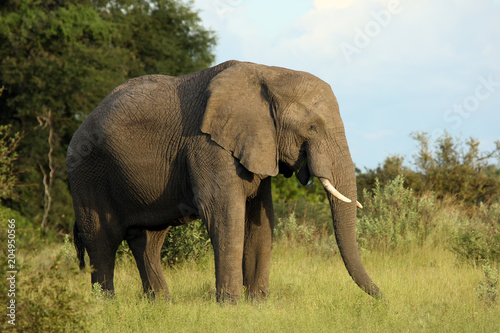 The African bush elephant  Loxodonta africana  a big male in a green savanna. Big male in okavango delta.