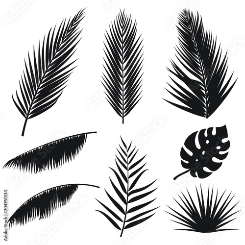 Vector tropical palm leaves silhouette set isolated on white background. Summer exotic flora. Jungle palm and monstera leaf. Illustration for your design. Eps 10. © alexandertrou