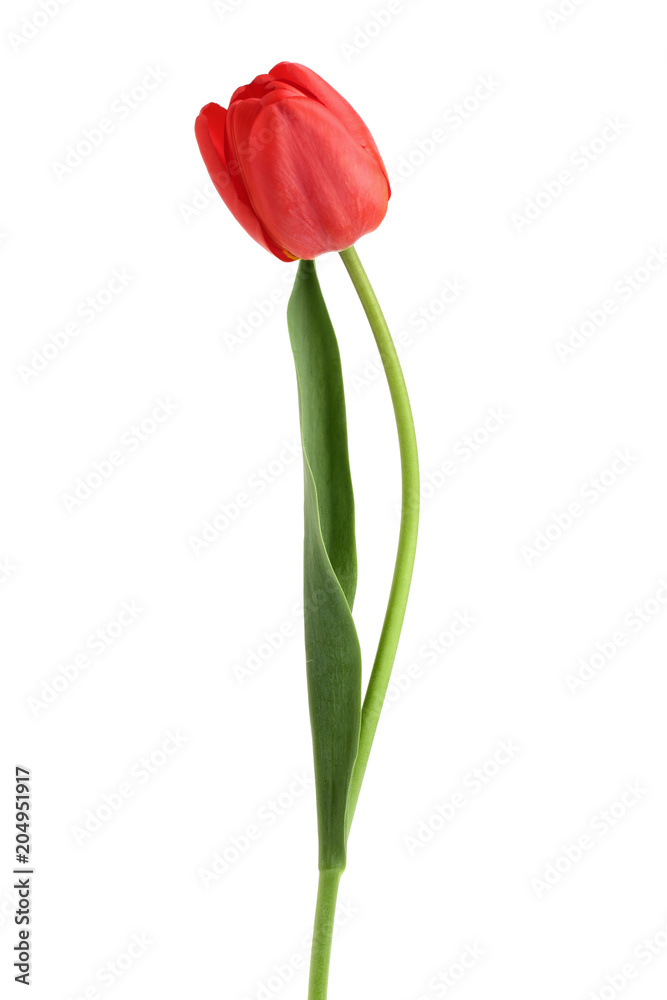 red tulips isolated on white background. Top view. Flat lay pattern