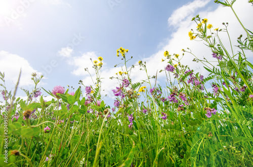 Blumenwiese Sommerwiese Hintergrund