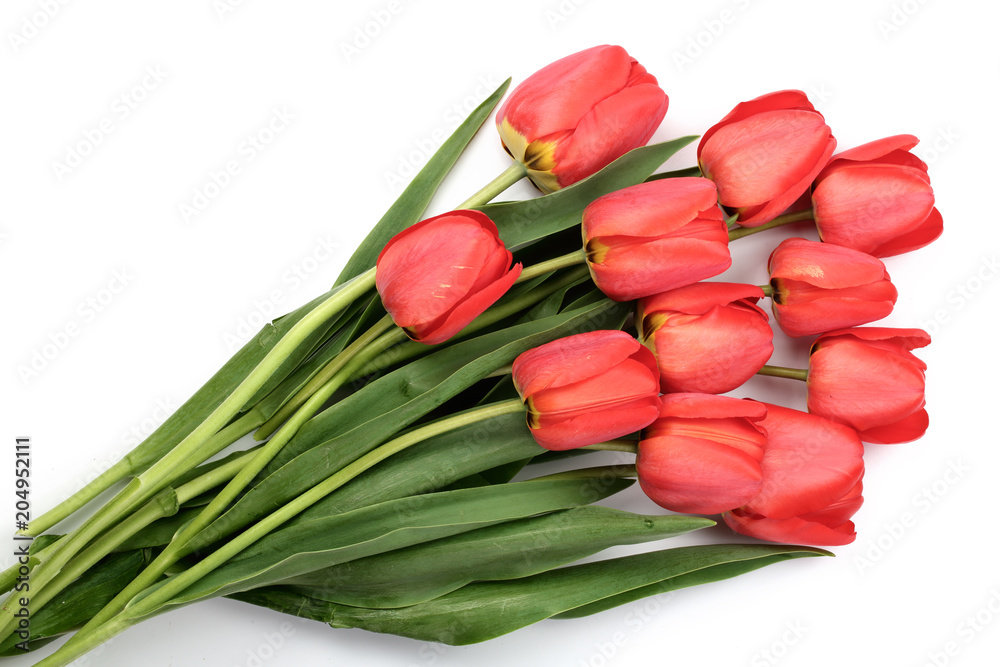 red tulips isolated on white background. Top view. Flat lay pattern red tulips isolated on white background. Top view. Flat lay pattern