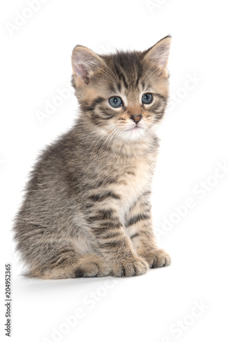 Cute tabby kitten sitting on white