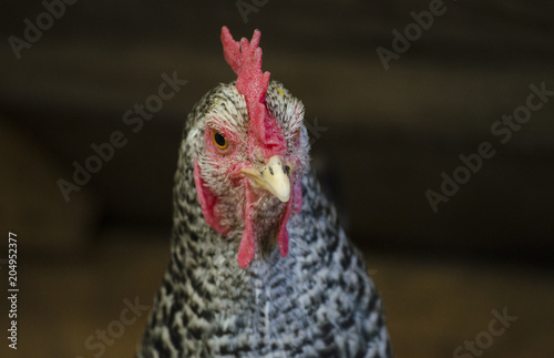 Portrait of colorful hen over brown out of focus background; image taken at the bio farm, on free bird