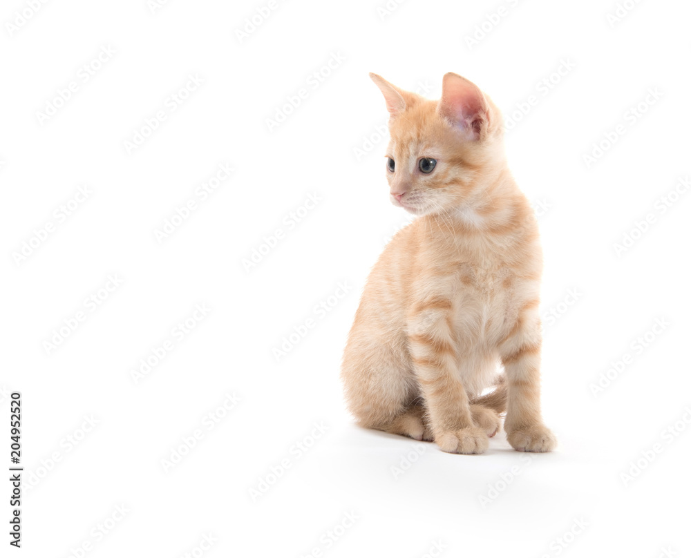 Cute yellow kitten on white Cute yellow kitten on white