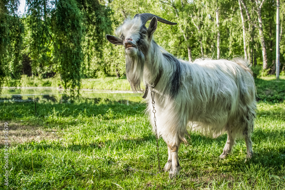 goat animal portrait in park