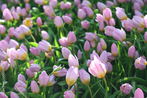 Little lilac tulip flowers, Netherlands