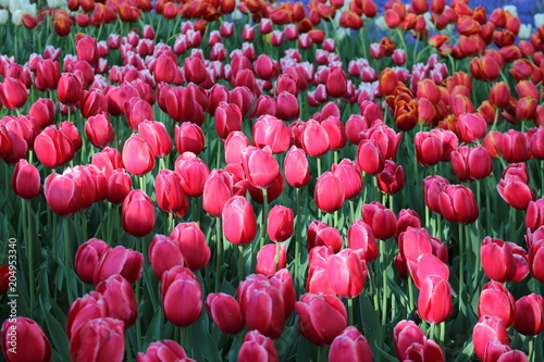 Red tulip flowers in Keukenhof park, Netherlands