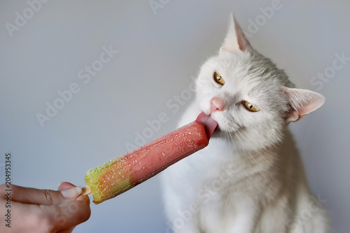 White cat eating edible ice