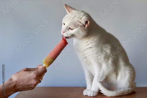 White cat eating edible ice