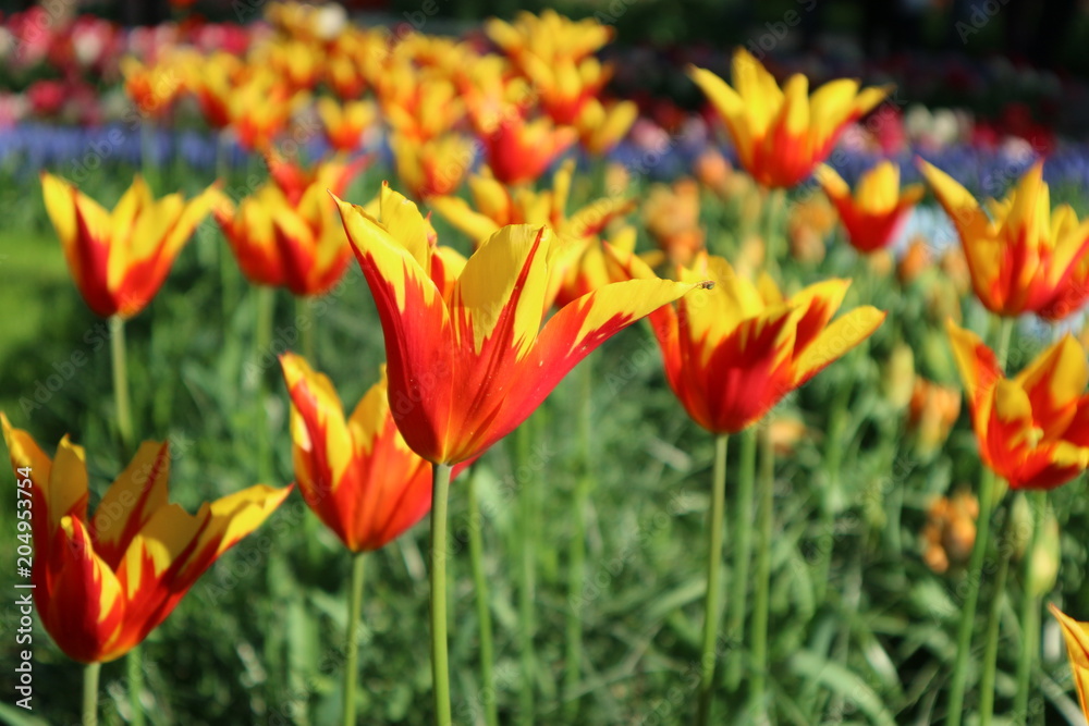 Orange tulip flowers in Keukenhof park, Netherlands Orange tulip flowers in Keukenhof park, Netherlands